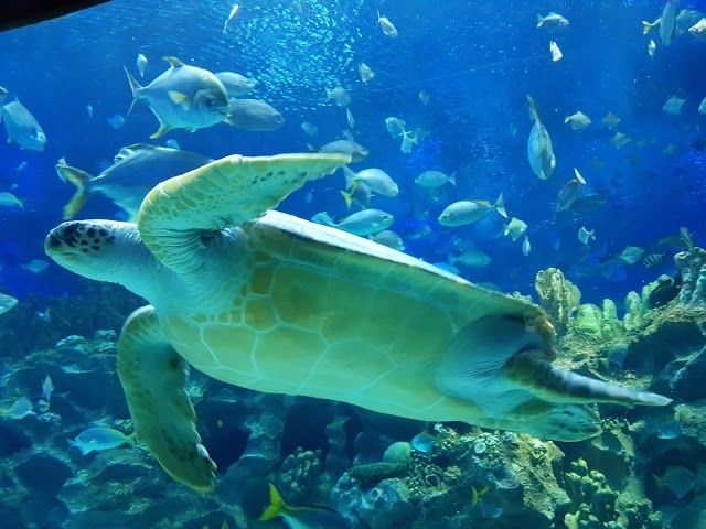 Aquaria KLCC